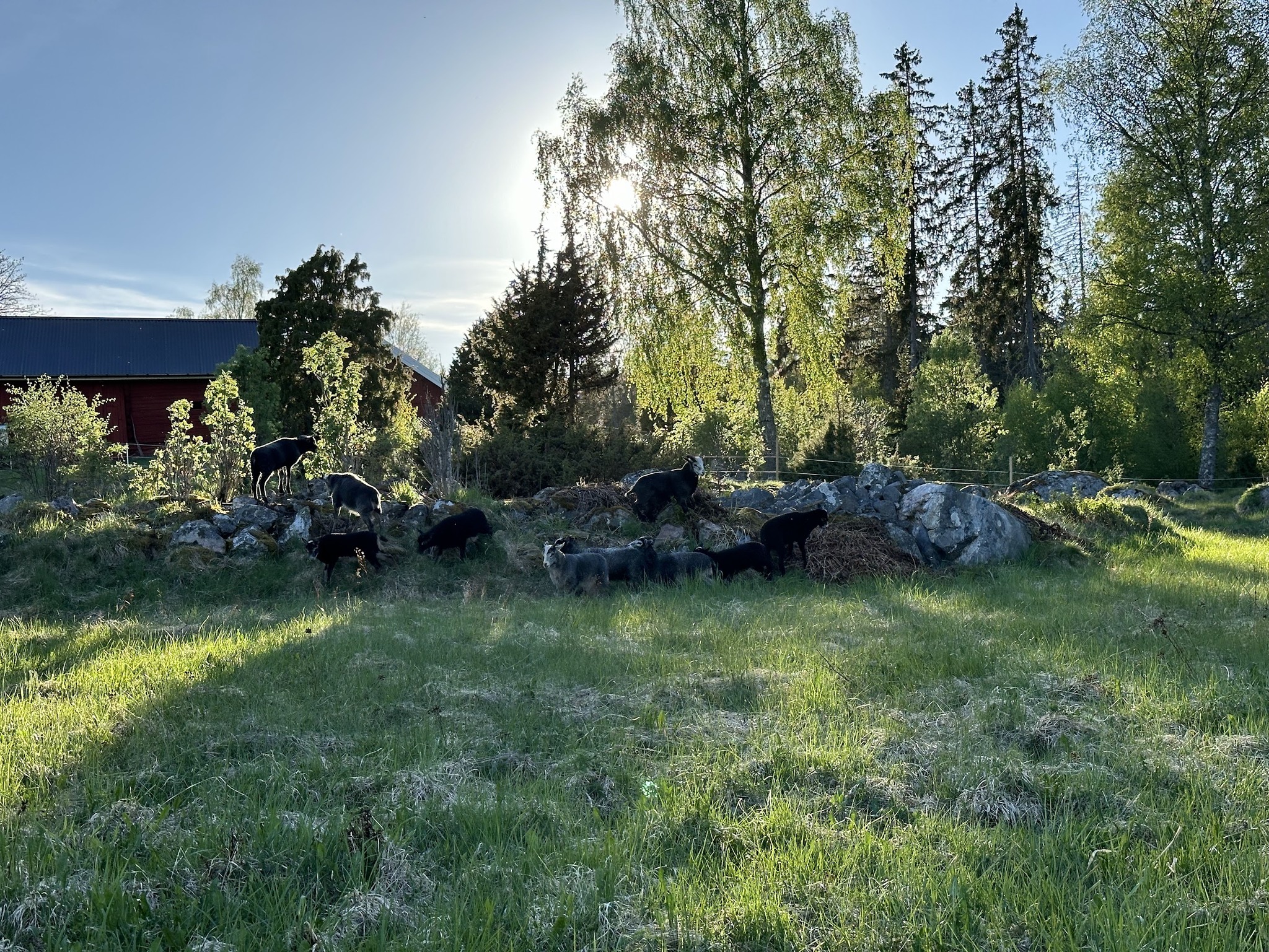 Riddarängens gård